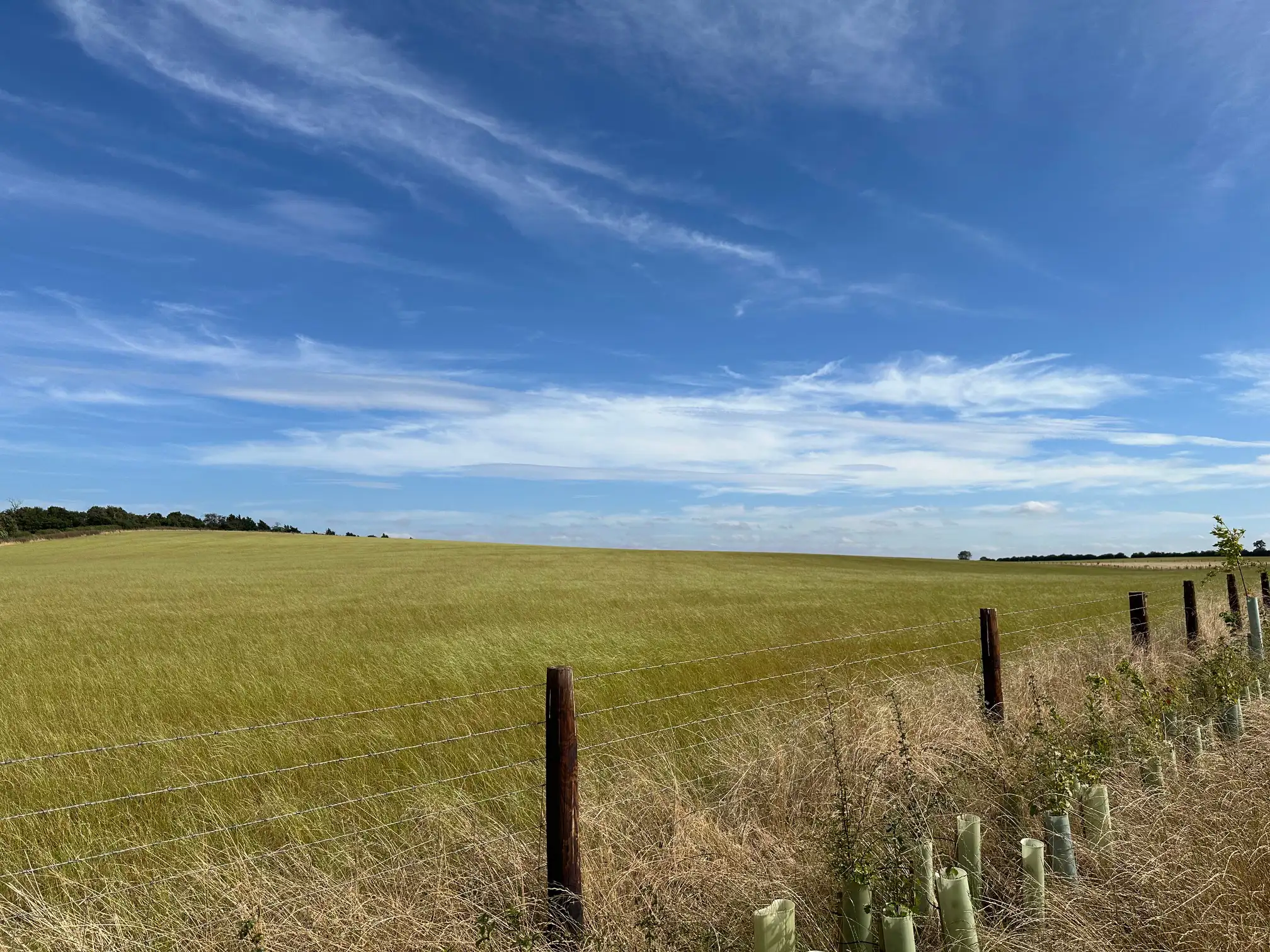 nutrient-stripping-arable-fields-in-preparation-for-bng-habitat-creation.webp