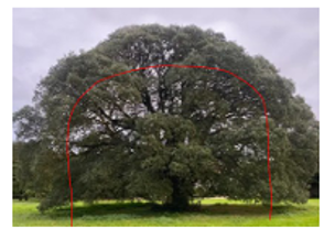 Tree works illustration